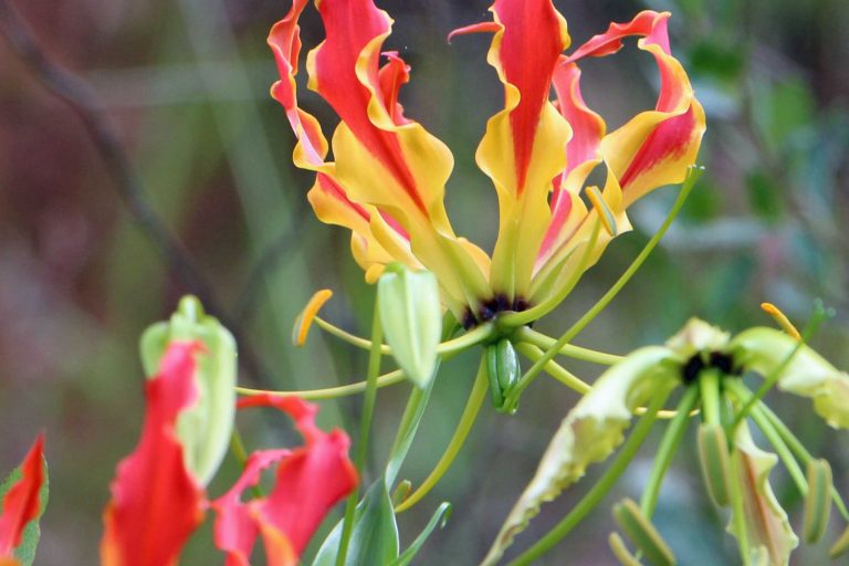 zimbabwe 9a chimanimani